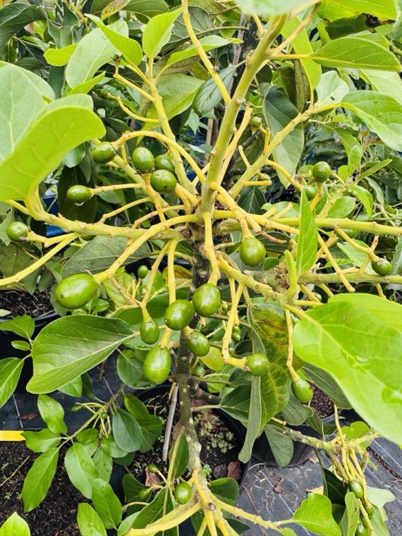 Avocado tree carrying young green fruit