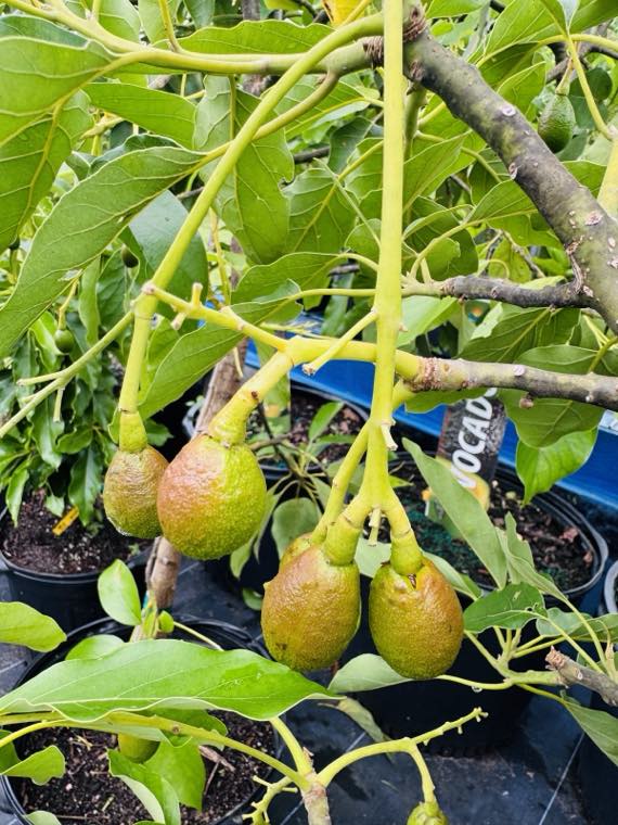 Avocados hanging and ripening on the branch