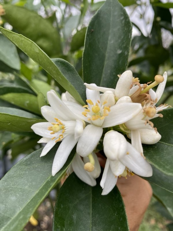 White citrus blossom in close-up