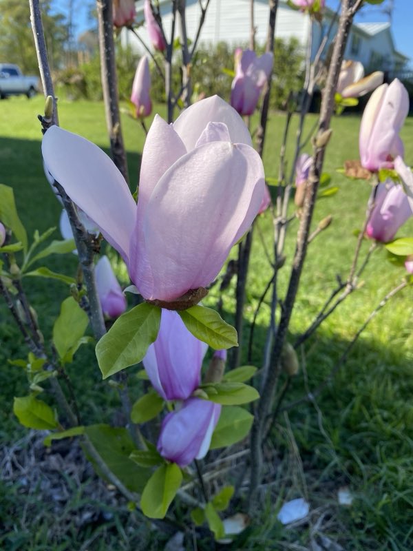 Pink magnolia blossom opening in sunlight