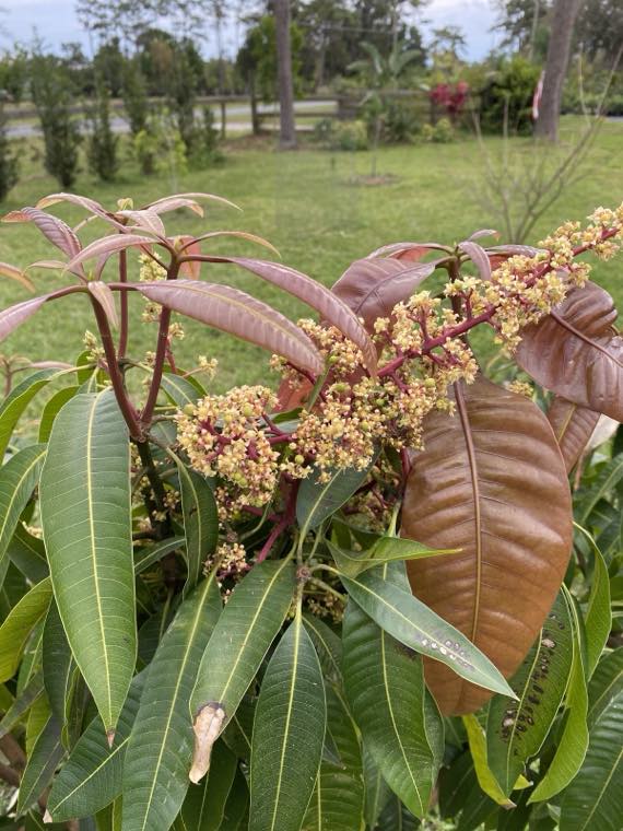 Mango tree in new growth and bloom