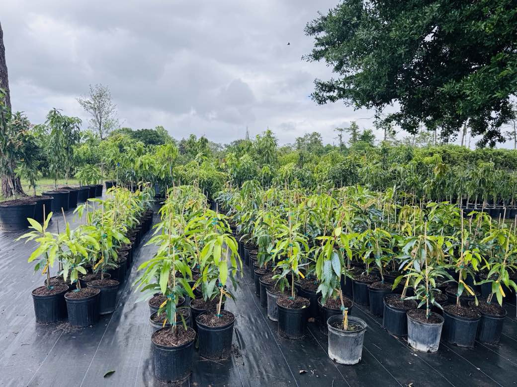 Rows of potted fruit trees at Yen's Garden nursery