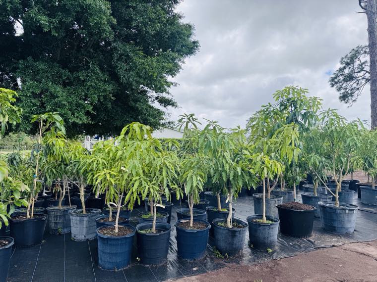 Young fruit trees in pots under a large oak