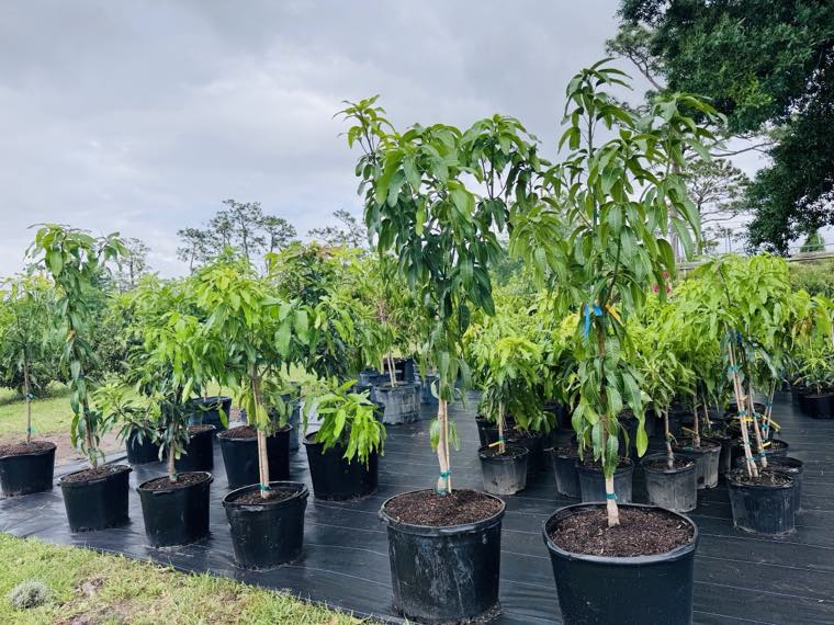 Healthy potted fruit trees lined up at the nursery